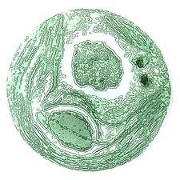 chlorella merileva klorofylli