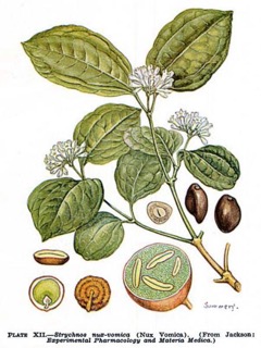 Nux vomica homeopatia itsehoito